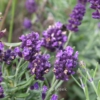 Lavandula angustifolia 'Kielapro' (LAVANCE PURPLE)