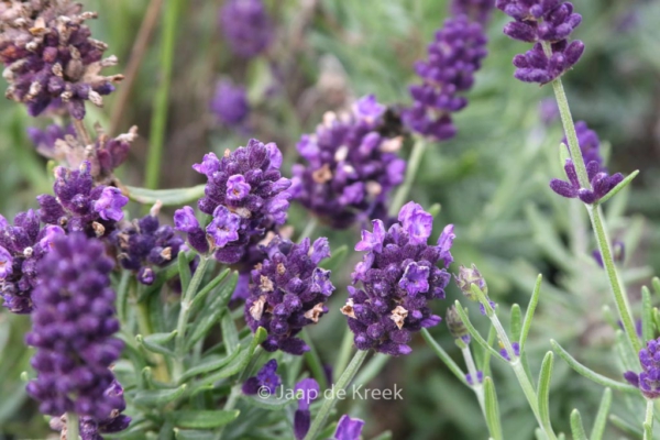 Lavandula angustifolia 'Kielapro' (LAVANCE PURPLE)