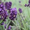 Lavandula angustifolia 'Kielapro' (LAVANCE PURPLE)