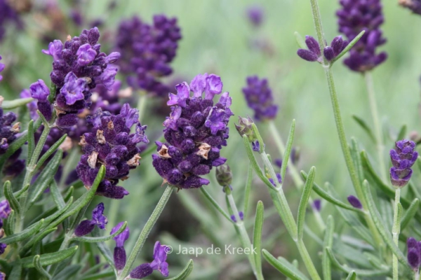 Lavandula angustifolia 'Kielapro' (LAVANCE PURPLE)