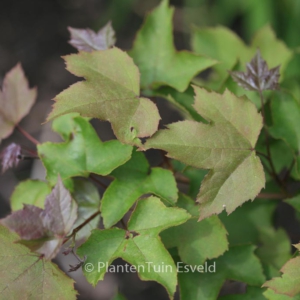 Liquidambar formosana monticola