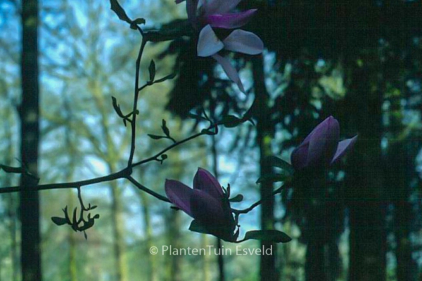 Magnolia 'Caerhays Surprise'