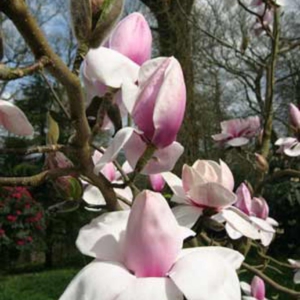 Magnolia sprengeri 'Lanhydrock'