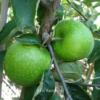 Malus domestica 'Granny Smith'