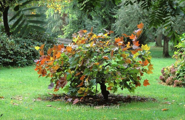 Platanus orientalis 'Mirkovec'