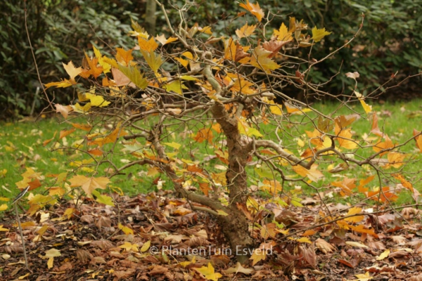 Platanus orientalis 'Mirkovec'