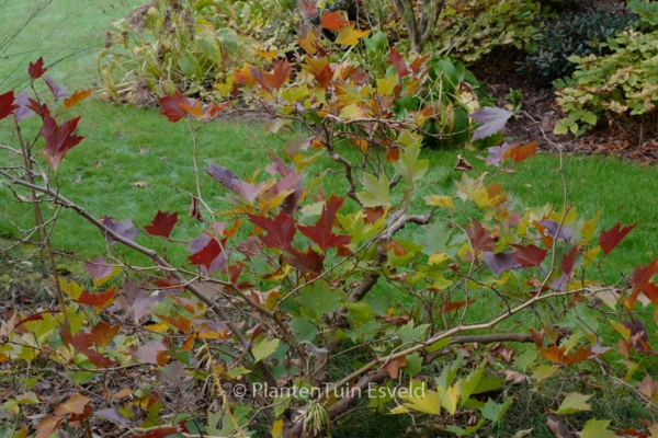 Platanus orientalis 'Mirkovec'