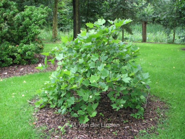 Platanus orientalis 'Mirkovec'