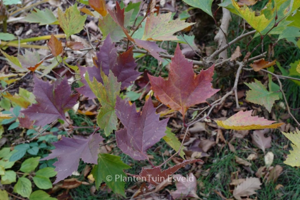 Platanus orientalis 'Mirkovec'