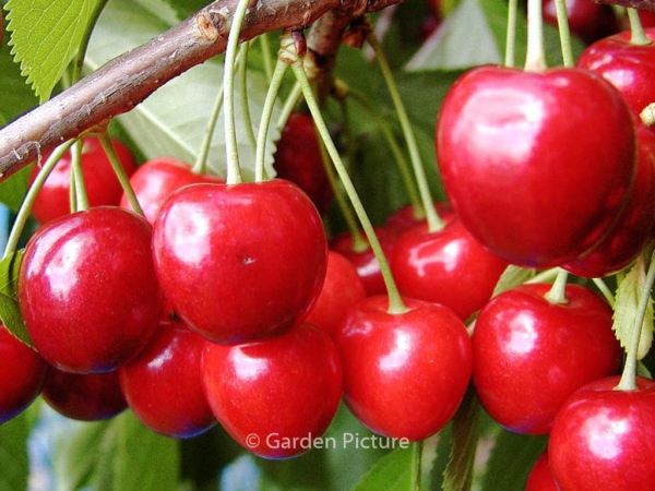 Prunus avium 'Hedelfinger Riesenkirsche'