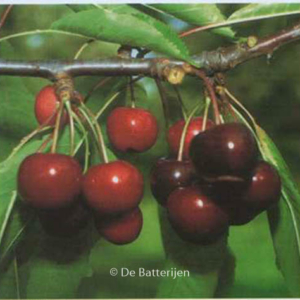 Prunus avium 'Hedelfinger Riesenkirsche'