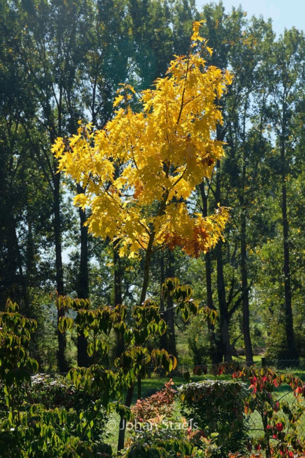 Quercus rubra 'Magic Fire'