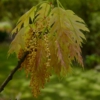 Quercus rubra 'Magic Fire'