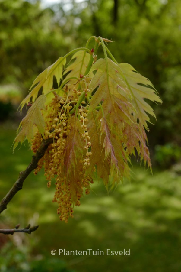 Quercus rubra 'Magic Fire'