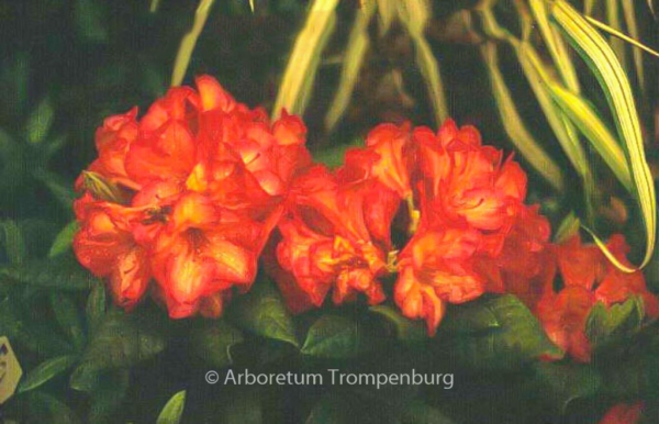 Rhododendron 'Balalaika'