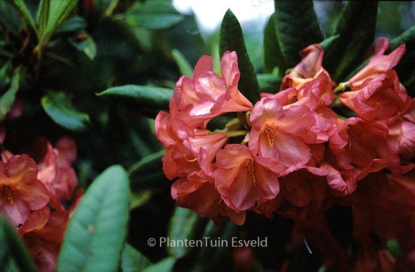 Rhododendron 'Balalaika'