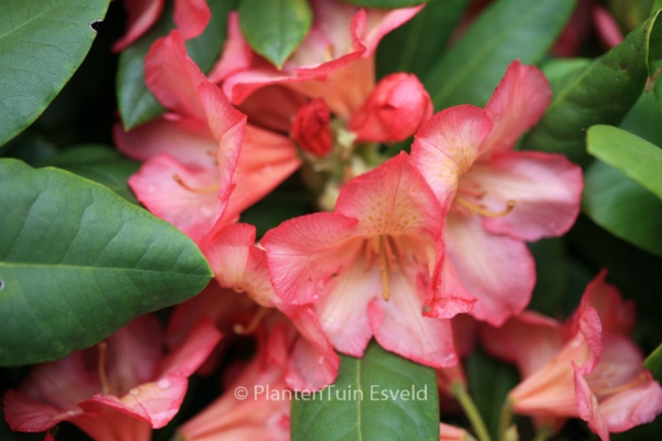 Rhododendron 'Balalaika'