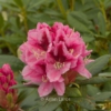 Rhododendron 'Balalaika'