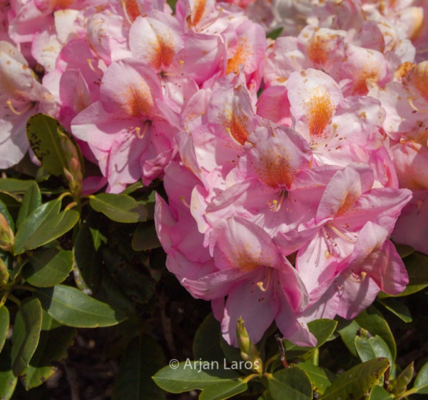 Rhododendron 'Balalaika'