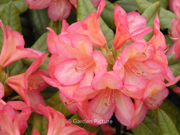 Rhododendron 'Balalaika'