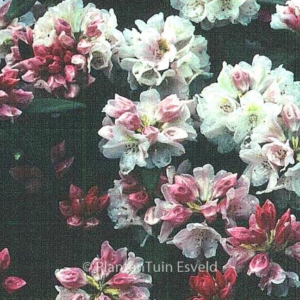 Rhododendron 'Bashful'