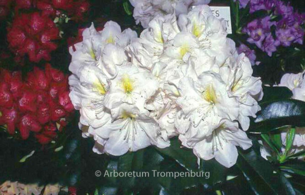 Rhododendron 'James Burchett'