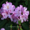 Rhododendron 'James Burchett'