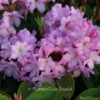 Rhododendron 'James Burchett'