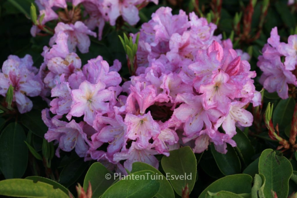 Rhododendron 'James Burchett'