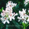 Rhododendron 'Multimaculatum'