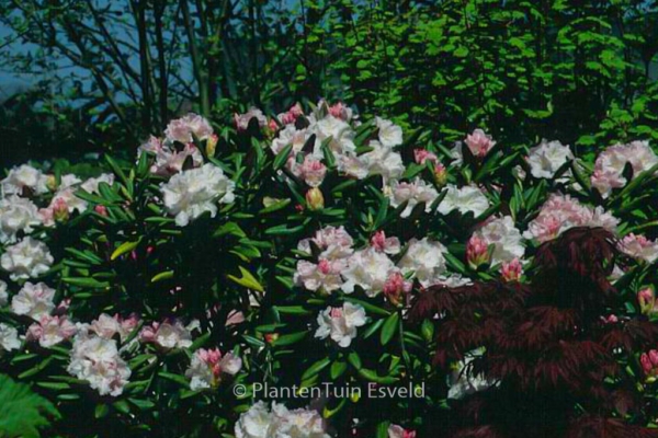 Rhododendron 'Schlaraffia'