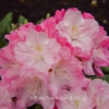 Rhododendron 'Schlaraffia'