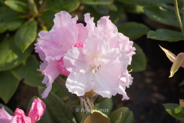 Rhododendron 'Schlaraffia'