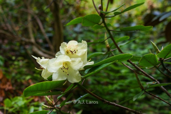 Rhododendron eclecteum