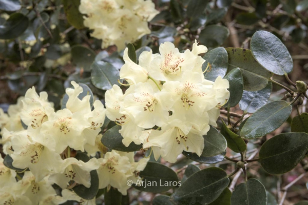 Rhododendron eclecteum