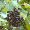 Ribes nigrum 'Ojebyn'