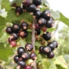 Ribes nigrum 'Wellington XXX'