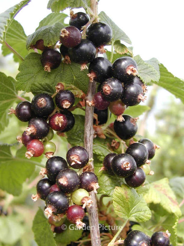 Ribes nigrum 'Wellington XXX'