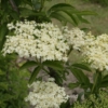 Sambucus nigra 'Godshill'