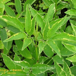 Sambucus nigra 'Naomi'