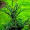 Torreya grandis