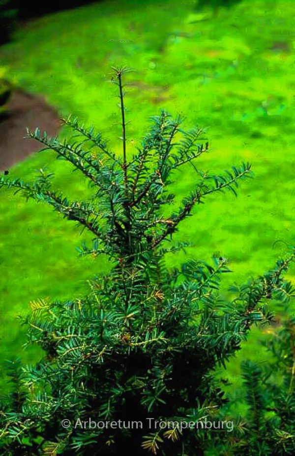 Torreya grandis