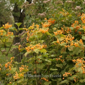 Viburnum opulus 'Xanthocarpum'