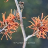 Hamamelis intermedia 'Basma'