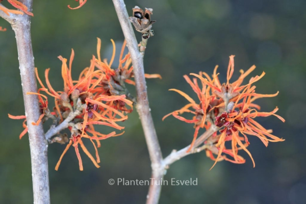 Hamamelis intermedia 'Basma'