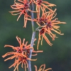 Hamamelis intermedia 'Basma'