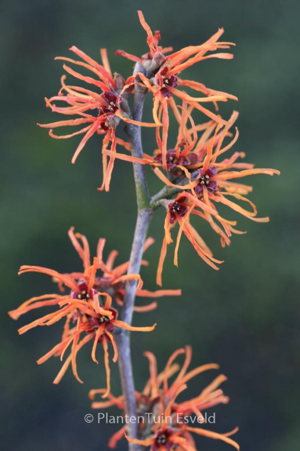 Hamamelis intermedia 'Basma'