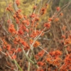 Hamamelis intermedia 'Basma'