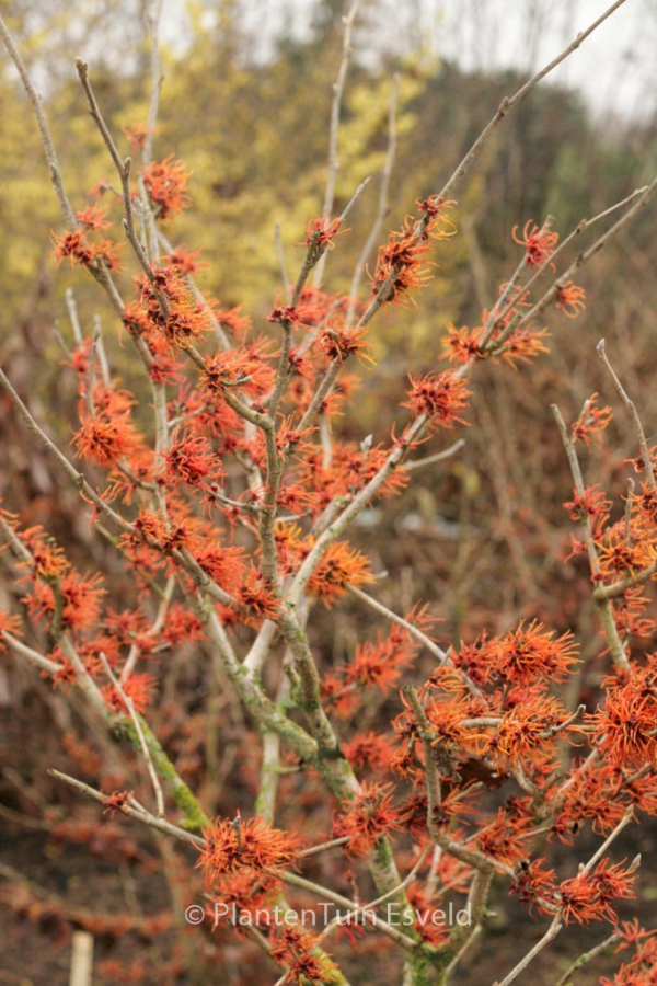 Hamamelis intermedia 'Basma'