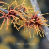 Hamamelis intermedia 'Basma'